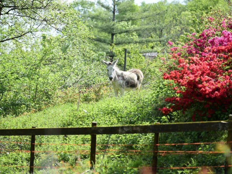 Sul percorso (Vibram Trail Mottarone 2021) 1