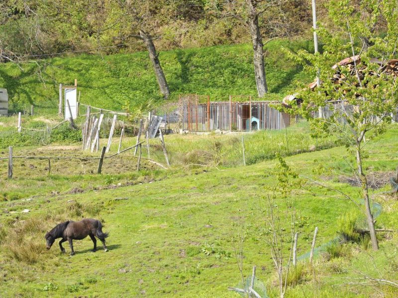 Sul percorso (Vibram Trail Mottarone 2021) 1